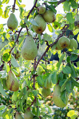 Pears on a branch on a sunny summer day.