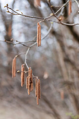 Blurred image of hazel catkins in early spring. Natural background.