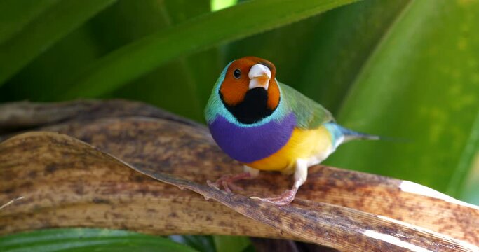 The Gouldian finch is a bird of the finch family that lives in Australia.
