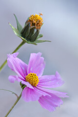 Pink cosmos flowers isolated on blur gray background.