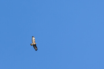 Common Buzzard, Buteo buteo,  flying near East Grinstead in West Sussex