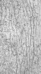 Pattern of dried light grey bark wood.Cracked wood texture big tree surface.Template for...