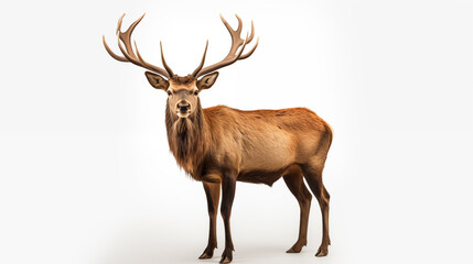 Elegant Elk with Majestic Antlers on White Backdrop. Generative AI