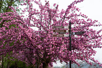 BUDAPEST, HUNGARY-April 01, 2023: blooming cherry trees at Buda Castle