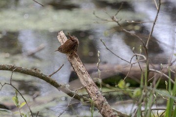 Tiny Wren, Troglodytes troglodytes, perched on a tree stump in springtime
