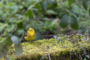 Yellowhammer, Emberiza citrinella,  on a tree stump in springtime