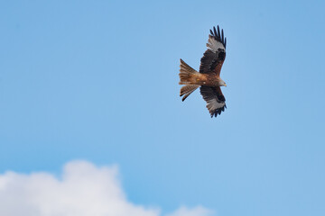 A Red Kite (Milvus milvus) in flight against a blue sky.