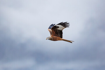 A Red Kite (Milvus milvus) in flight against a cloudy sky.
