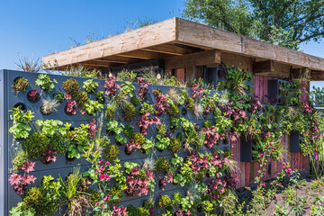 Fototapeta na wymiar Colorful plants in a vertical garden, greening concept, modern urban garden