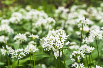 Blooming wild garlic in the forest in spring