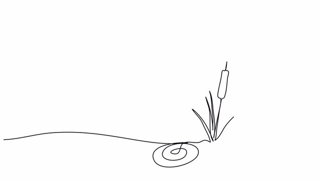 Reed or marsh hornwort, one line drawing animation. Video clip with alpha channel.