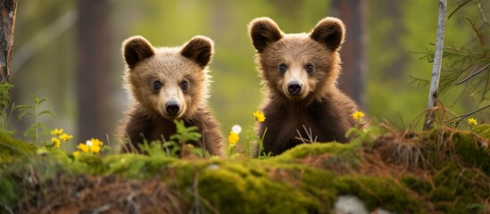 Fototapeta premium Two large brown bears are standing upright in lush green grass in the wild, displaying their majestic presence
