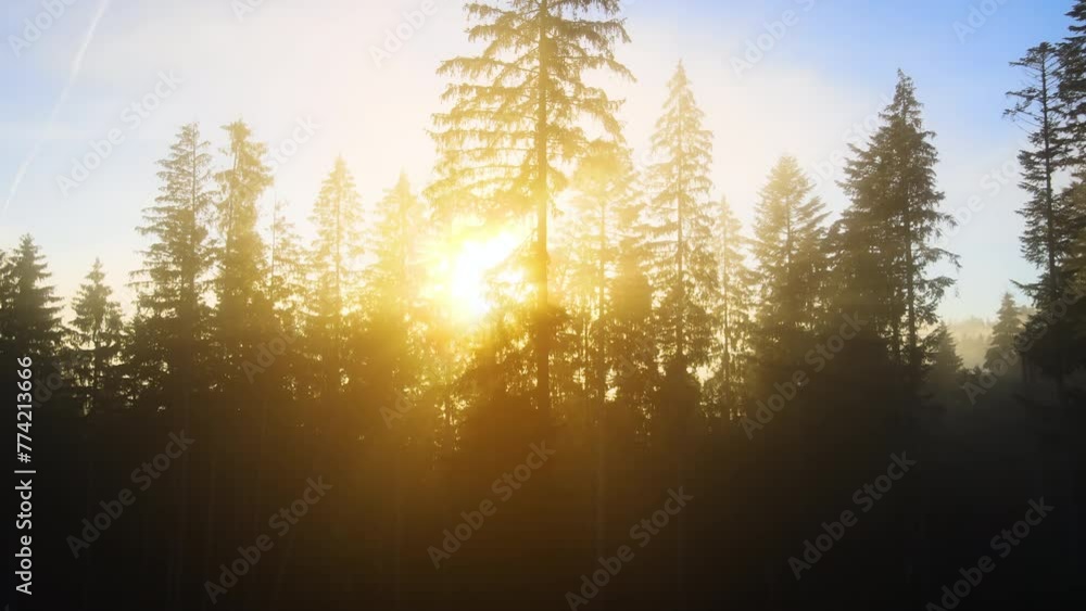 Wall mural Dark pine trees in foggy spruce forest with sunrise rays shining through branches in autumn mountains - Wall murals