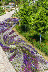 Bed of colorful spring flowers in a landscape park in pink, purple and white colors