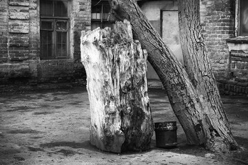 In the yard, utility workers cut down a tree - an old maple, photographed against the background of the old brick wall of the house.