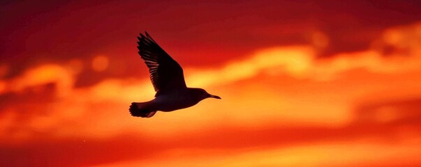 Silhouette of a bird in flight at sunset
