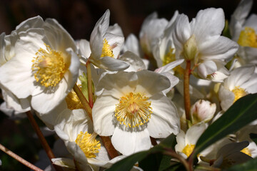 Sunny spring day. Bright white flowers of a helleborus niger create a continuous background. On petals play of light and shadow. - obrazy, fototapety, plakaty