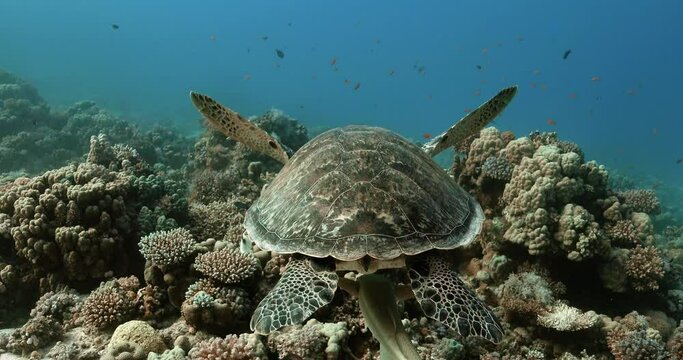 Beautiful view of remorafish swimming along under great sea turtle.