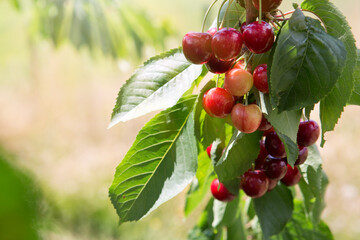 Cherry tree branch with ripe large fruits . - 774217492