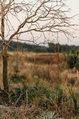 tree in the field
