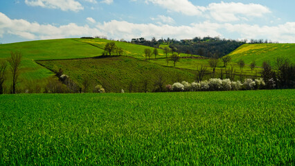 Fototapeta na wymiar Fioritura primaverile delle colline del basso Appennino Reggiano. Reggio Emilia, Emilia Romagna, Italia