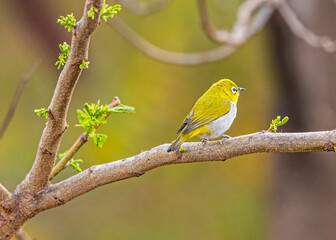 A Oriental White Bird