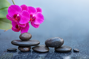 Pink orchid flowers and black spa stones on the gray table background. - 774221843
