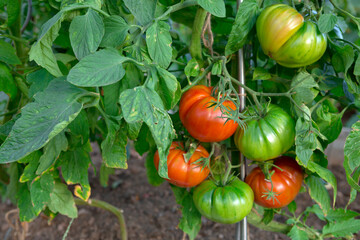 Large ripe and juicy beefsteak tomatoes in the home garden . - 774223295
