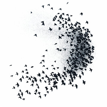 murmuration of starlings, isolated on white sky