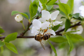 A honey bee is captured foraging on white blossoms of a fruit tree, cherry or apple. The image...