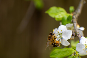 A honey bee is captured foraging on white blossoms of a fruit tree, cherry or apple. The image focuses on the bee with a blurred green background, serene spring.