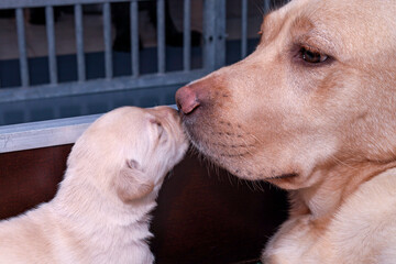 Mother and son. The blonde Labrador mother lies nose to nose with her blonde son.