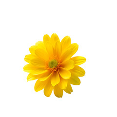 yellow flower design