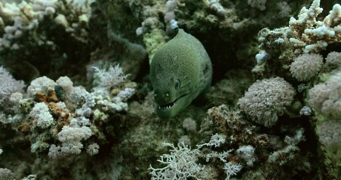 Marine life of grey moray and sea creatures.