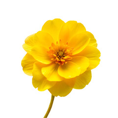 yellow flower design