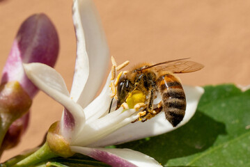 Bee in a white flower