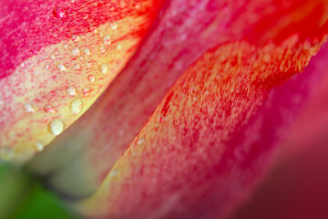 Close up of red tulip flower. Abstract background. - 774227012