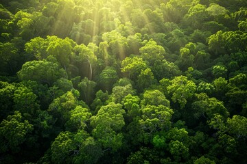 Naklejka na ściany i meble Aerial view showing sunlight filtering through dense forest canopy of lush green trees