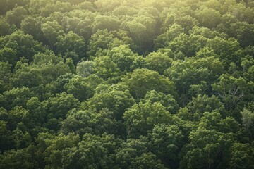 Aerial view of a dense forest with a lush green canopy of trees covering the landscape - Powered by Adobe