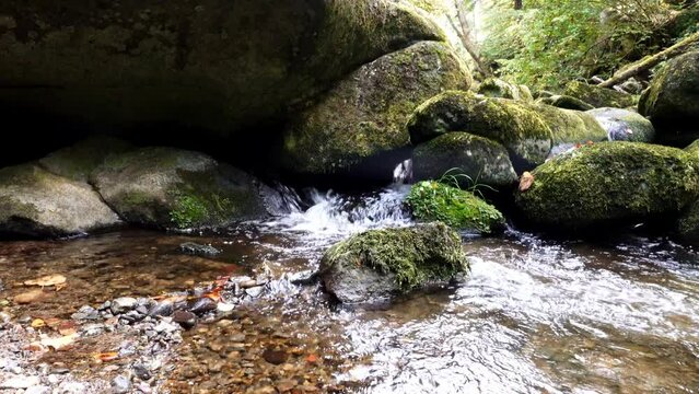 Filmmaterial von Naturschutzgebiet Wildbachklamm Buchberger Leite in Ringelai im Bayerischen Wald, Deutschland