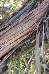 Glabrous Resinbrush, Adenostoma Fasciculatum Variety Fasciculatum, a native monoclinous woody shrub displaying aging strip exfoliating bark during Winter in the Santa Monica Mountains.