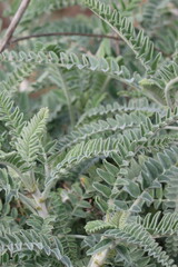 Braunton Milkvetch, Astragalus Brauntonii, a native monoclinous suffrutescent herb showing odd...