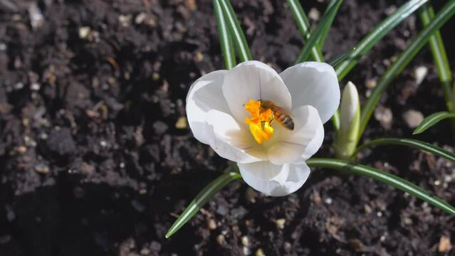 Spring has arrived in Ontario, the crocuses are blooming to the delight of the bees.
