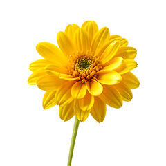 yellow flower design