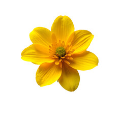 yellow flower design