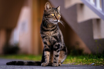 Animals, cat, bird, dog, zebra, geco, leopard, animal, giraffe, mammal, zoo, wild, wildlife, neck, tall, safari, nature, isolated, long, brown, white, giraffa, animals, spots, camelopardalis, spotted,