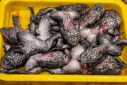 Frogs selling to eat from a market in Tainan, Taiwan.