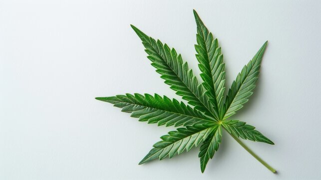 Describe an image of a green cannabis leaf isolated against a white background, symbolizing the concept of medicinal marijuana