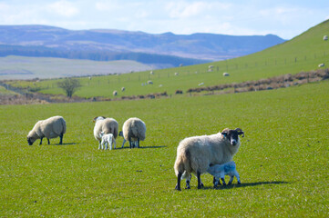 Mother sheep and baby lamb in a field in Scotland, UK