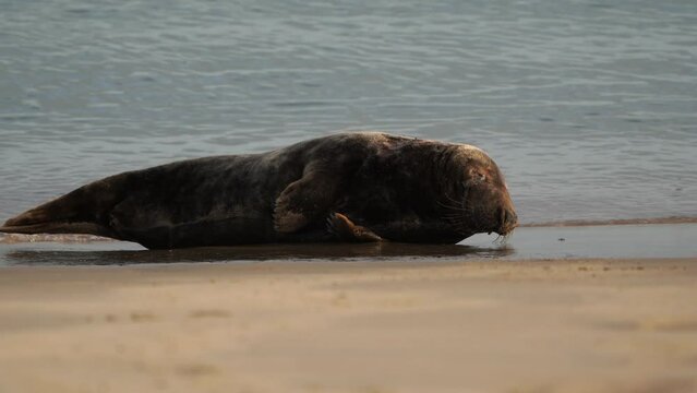 An adult grey seal (Halichoerus grypus) lying on the beach 